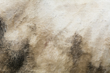 texturizer filter dirty white cows fur background