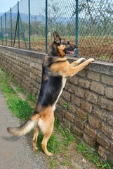Cane da guardia su due zampe