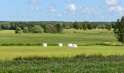 Rural landscape. Agribusiness