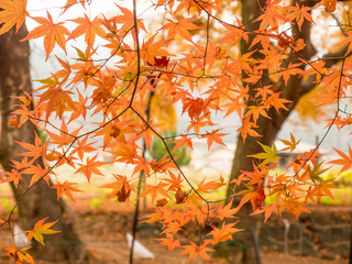 Maple leaves in autumn