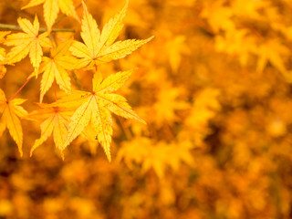 Maple leaves in autumn
