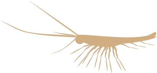 silhouette of krill