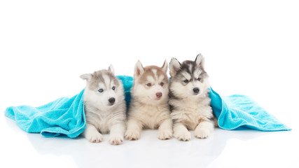 Cute siberian husky puppies lying under blue blanket. © lalalululala