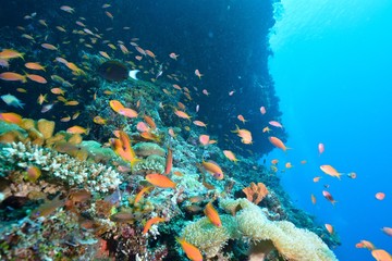 Fototapeta na wymiar coral and sea goldie