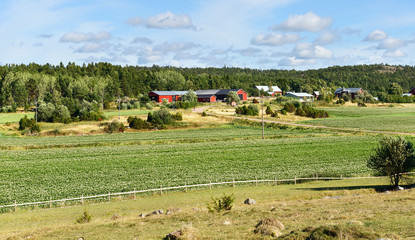 Fototapeta na wymiar Rural landscape. Potato field and farm buildings