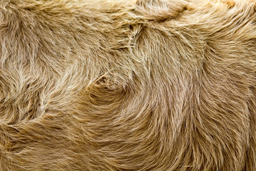 vintage style brown cow fur background