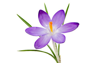 Isolated purple crocus flower blossom