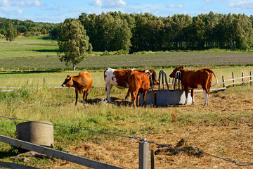 Young cows and calves in a corral. Aland Islands, Finland
