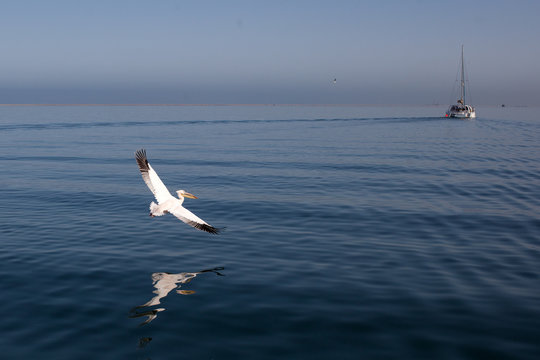 Pellicano in volo