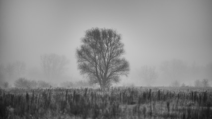 tree in a fog