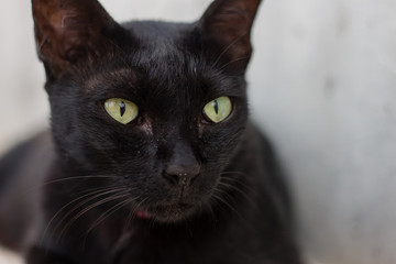 Black cat on the street