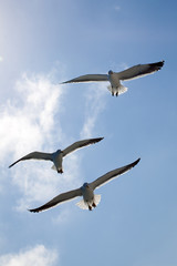 Gabbiani in volo