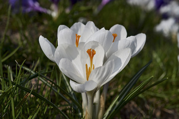 Fototapeta premium Spring flowers. Blooming crocuses in mountains. Glade primroses. Solar landscape. Nature