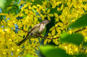 Bulbul perched on a branch