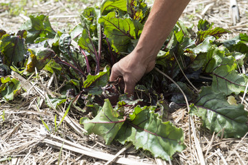 Mano recogiendo una remolacha ecológica, Gran Canaria, España