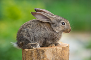 Lovely Rabbit. Beautiful animal of wild nature