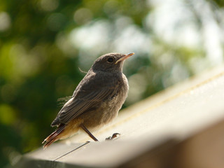Rotschwänzchen