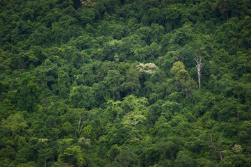 Fototapeta na wymiar Tropical Rainforest,Ta-Phraya National Park Thailand (The World