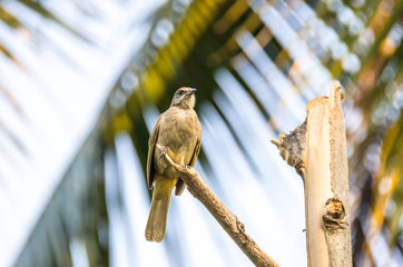 Bulbul perched on a branch