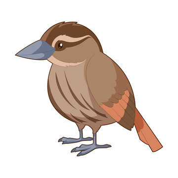 Cartoon smiling  Xenops