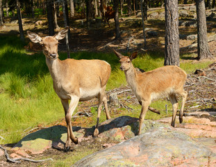 Red deer (Cervus elaphus) in forest. Young animals