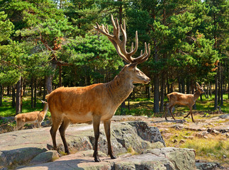 Red deer (Cervus elaphus)