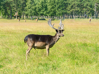Sika deer (Cervus nippon, also known as spotted deer or Japanese deer)