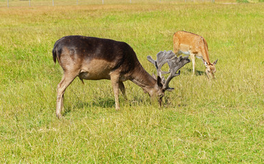 Naklejka na ściany i meble Sika deer (Cervus nippon, also known as spotted deer or Japanese deer)