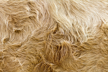 vintage style brown cow fur background