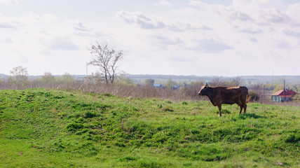 Country side sunrise view with a cow, Russia. cow pasture at sunrise.