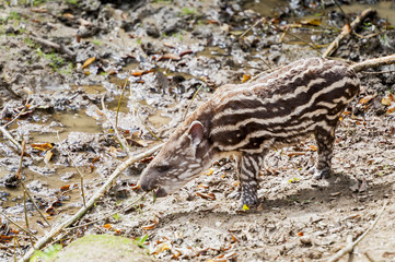 Bébé tapir