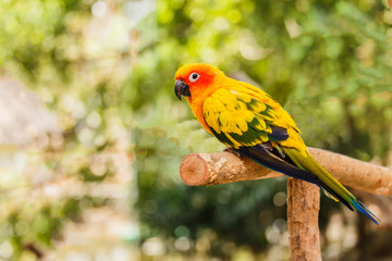 Sun Conure parrot sits perched on  branch.