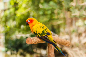 Sun Conure parrot sits perched on  branch.