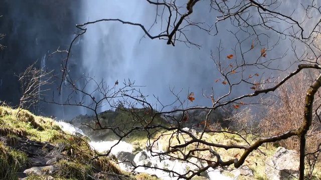 &Aacute;RBOL MOVI&Eacute;NDOSE FRENTE A CASCADA