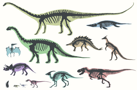 Set of silhouettes of skeletons of dinosaurs and fossils. Hand drawn vector illustration. Silhouettes of man and children, comparison of sizes, realistic size.
