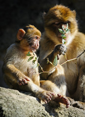 Young Barbary macaque next to an adult female, Netherlands