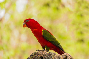 Chattering Lory resting on a twig