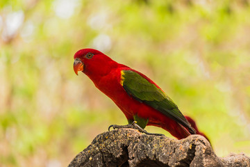 Chattering Lory resting on a twig