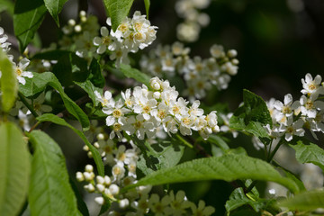 Branch of the blossoming bird cherry in a bright sunny day