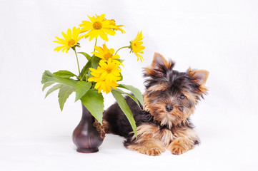 Little Yorkshire terrier puppy