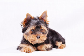 Little Yorkshire terrier puppy