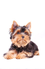 Little Yorkshire terrier puppy