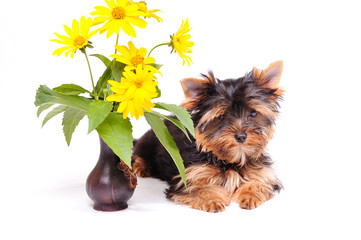 Little Yorkshire terrier puppy