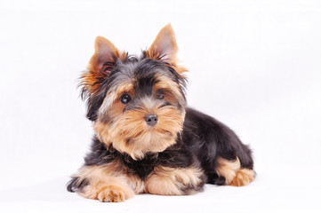 Little Yorkshire terrier puppy