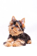 Little Yorkshire terrier puppy