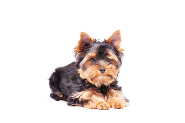 Little Yorkshire terrier puppy