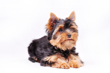 Little Yorkshire terrier puppy