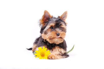 Little Yorkshire terrier puppy