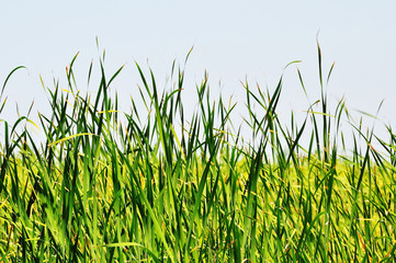 High thickets of a green grass.
