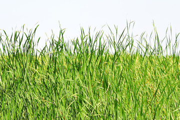 High grass of a cane.